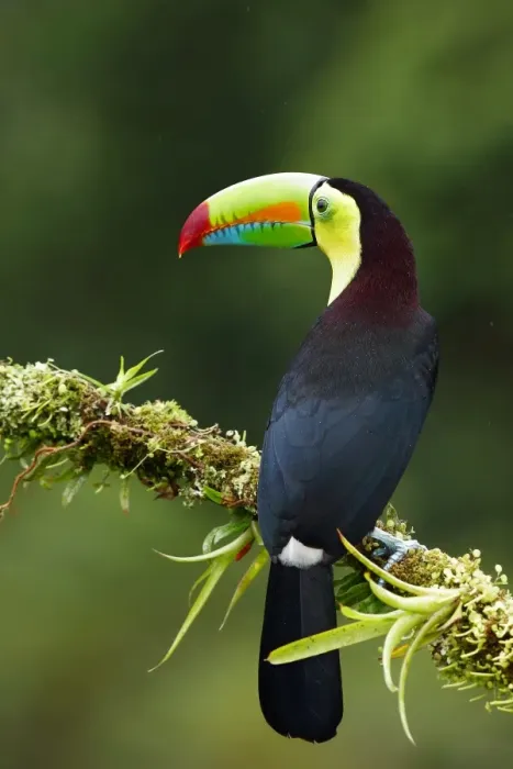 Framed Print : Keel-billed Toucan Framed Print : Keel-billed Toucan
