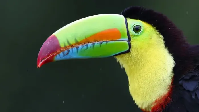 Framed Print : Keel-billed Toucan