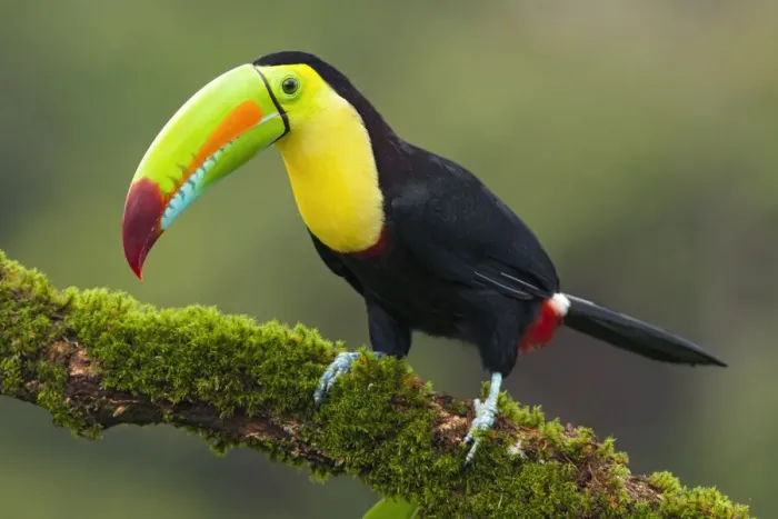 Framed Print : Keel-billed Toucan