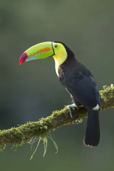 Framed Print : Keel-billed Toucan Framed Print : Keel-billed Toucan