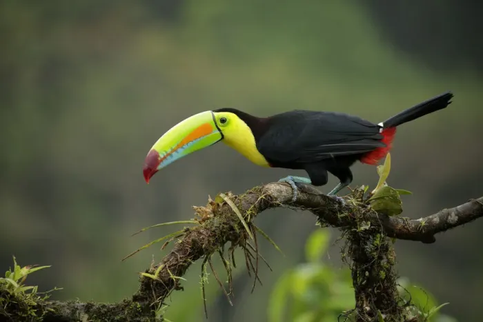 Framed Print : Keel-billed Toucan Framed Print : Keel-billed Toucan