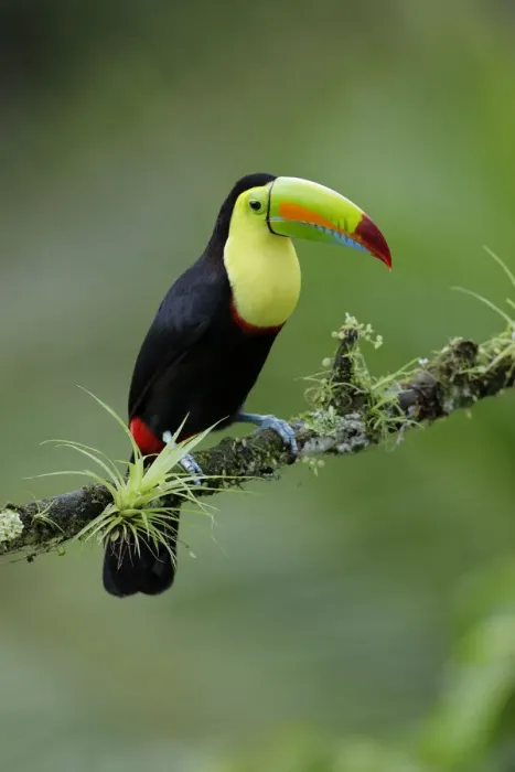 Framed Print : Keel-billed Toucan