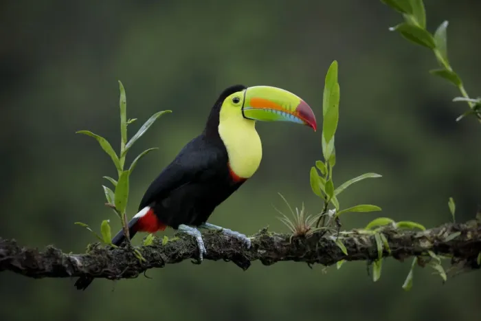 Framed Print : Keel-billed Toucan Framed Print : Keel-billed Toucan