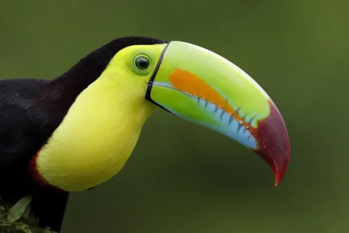 Framed Print : Keel-billed Toucan