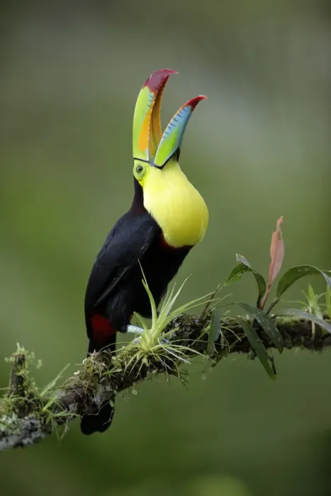 Framed Print : Keel-billed Toucan
