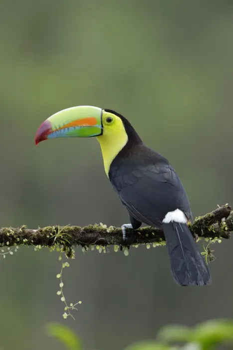 Framed Print : Keel-billed Toucan Framed Print : Keel-billed Toucan
