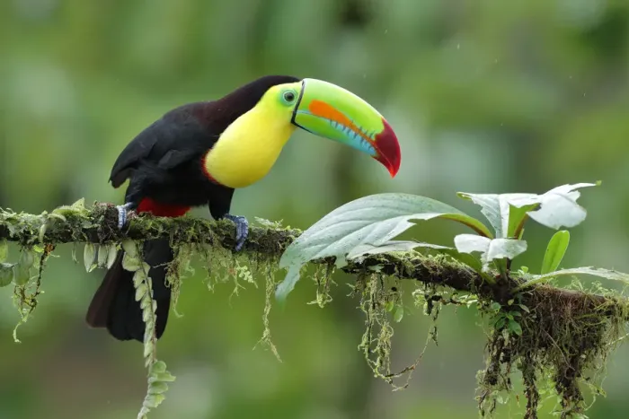 Framed Print : Keel-billed toucan Framed Print : Keel-billed toucan