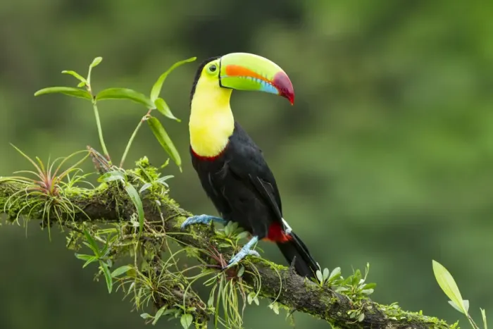 Framed Print : Keel-billed Toucan Framed Print : Keel-billed Toucan