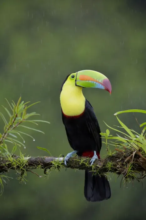 Framed Print : Keel-billed Toucan