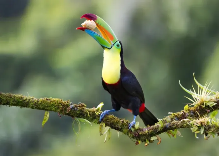 Framed Print : Keel-billed toucan with banana Framed Print : Keel-billed toucan with banana