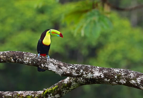 Keel-billed toucan Costa Rica