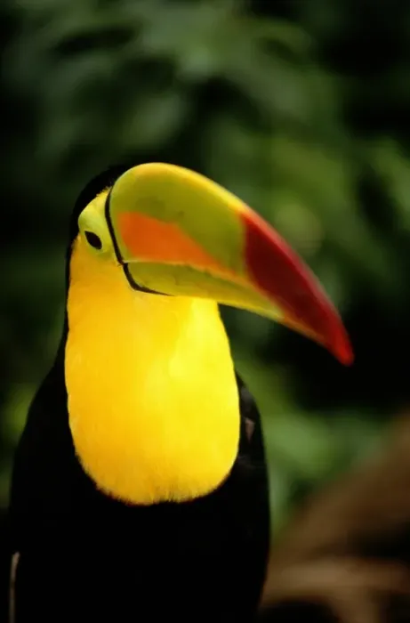 Framed Print : Keel-billed Toucan (Ramphastos sulfuratus), close-up, Costa Rica Framed Print : Keel-billed Toucan (Ramphastos sulfuratus), close-up, Costa Rica