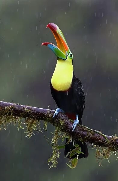 Keel-billed toucan (Ramphastos sulfuratus) - Costa Rica