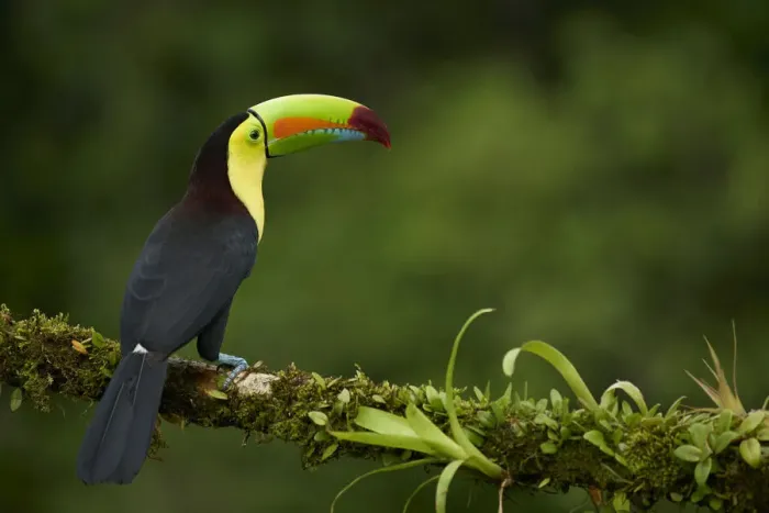 Framed Print : Keel-billed Toucan (Ramphastos sulfuratus) Framed Print : Keel-billed Toucan (Ramphastos sulfuratus)