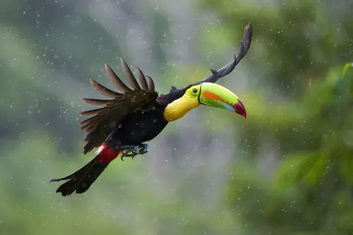 Framed Print : Keel-billed Toucan (Ramphastos sulfuratus) Framed Print : Keel-billed Toucan (Ramphastos sulfuratus)
