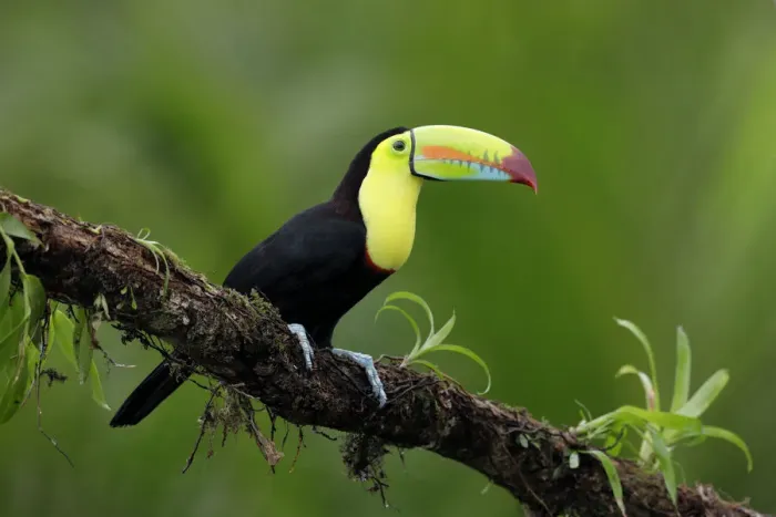 Framed Print : Keel-billed Toucan (Ramphastos sulfuratus) Framed Print : Keel-billed Toucan (Ramphastos sulfuratus)
