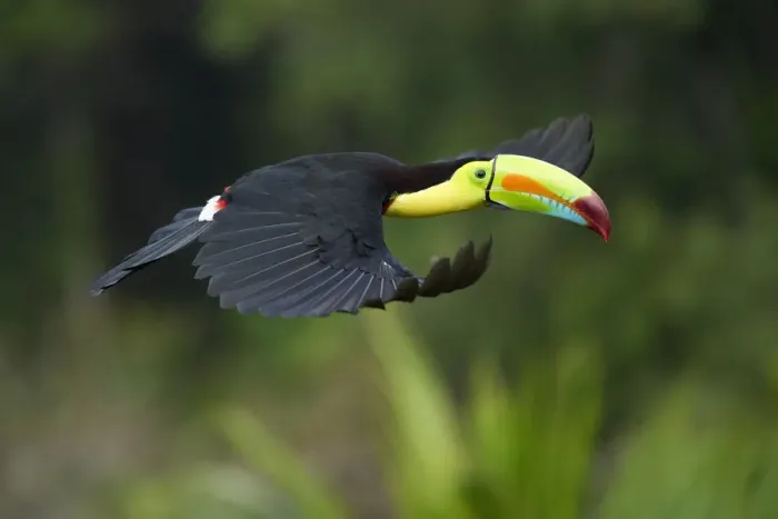 Framed Print : Keel-billed Toucan (Ramphastos sulfuratus) Framed Print : Keel-billed Toucan (Ramphastos sulfuratus)