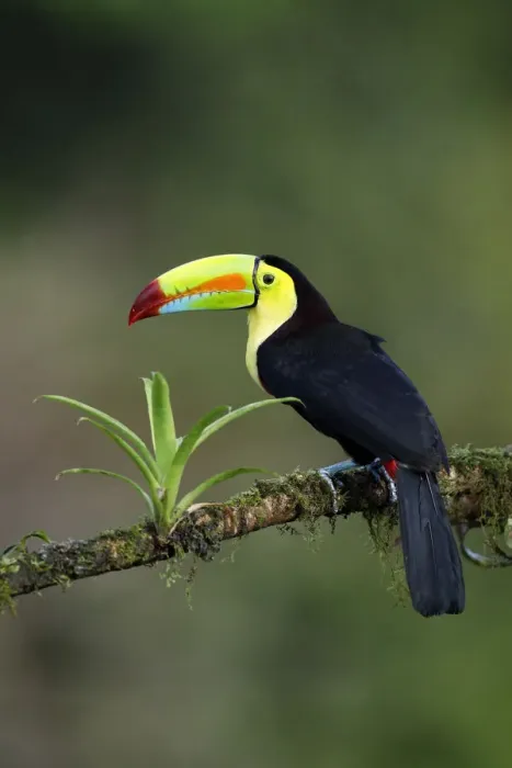 Framed Print : Keel-billed Toucan (Ramphastos sulfuratus) Framed Print : Keel-billed Toucan (Ramphastos sulfuratus)