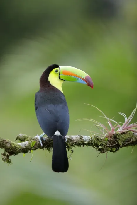 Framed Print : Keel-billed Toucan (Ramphastos sulfuratus) Framed Print : Keel-billed Toucan (Ramphastos sulfuratus)