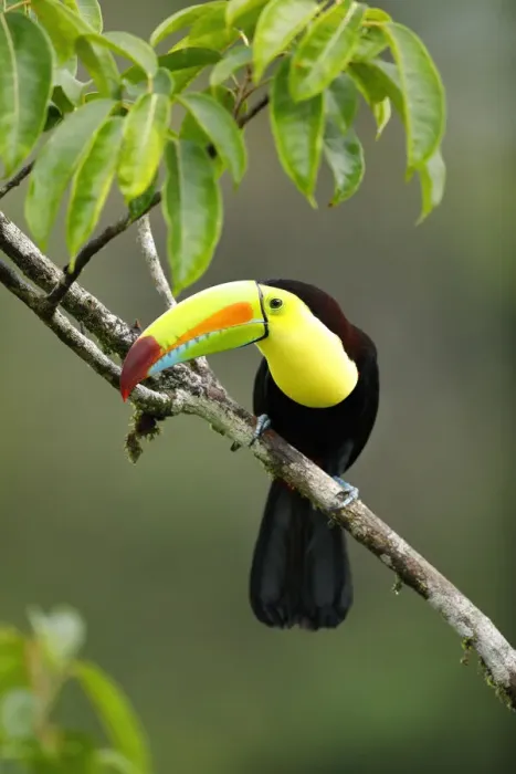 Framed Print : Keel-billed Toucan (Ramphastos sulfuratus)