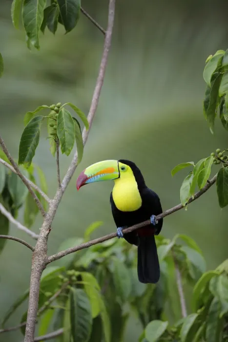 Framed Print : Keel-billed Toucan (Ramphastos sulfuratus) Framed Print : Keel-billed Toucan (Ramphastos sulfuratus)