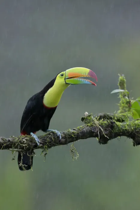 Framed Print : Keel-billed Toucan (Ramphastos sulfuratus) Framed Print : Keel-billed Toucan (Ramphastos sulfuratus)
