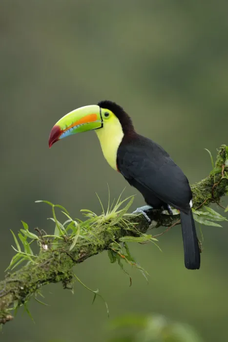Framed Print : Keel-billed Toucan (Ramphastos sulfuratus) Framed Print : Keel-billed Toucan (Ramphastos sulfuratus)