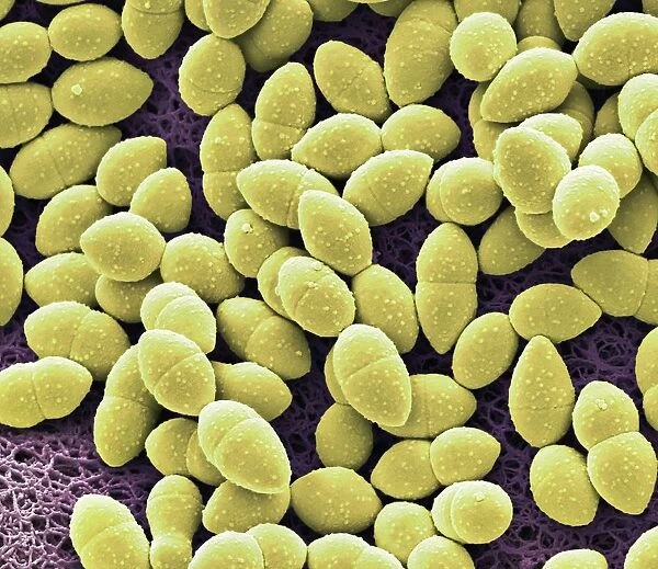 Kefir bacteria, SEM