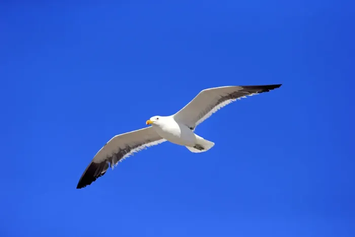 Framed Print : Kelp Gull -Larus dominicanus-, adult, flying, Bettys Bay, Western Cape, South Africa Framed Print : Kelp Gull -Larus dominicanus-, adult, flying, Bettys Bay, Western Cape, South Africa