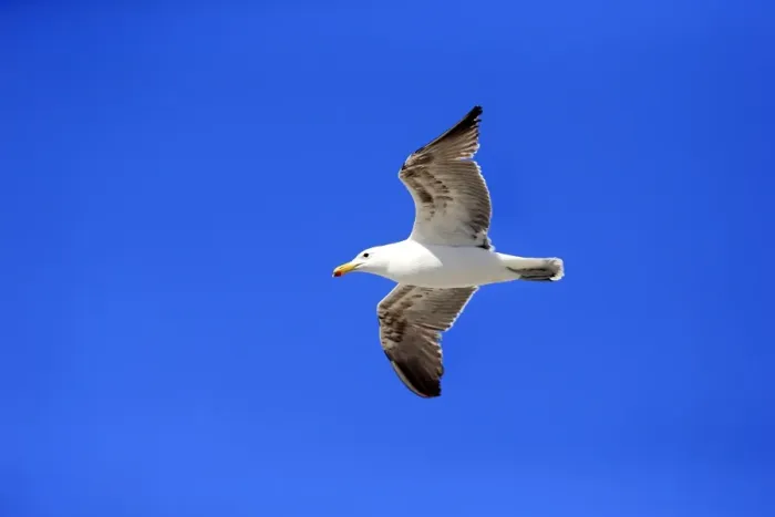 Framed Print : Kelp Gull -Larus dominicanus-, adult, flying, Bettys Bay, Western Cape, South Africa Framed Print : Kelp Gull -Larus dominicanus-, adult, flying, Bettys Bay, Western Cape, South Africa