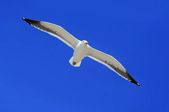 Framed Print : Kelp Gull -Larus dominicanus-, adult, flying, Bettys Bay, Western Cape, South Africa Framed Print : Kelp Gull -Larus dominicanus-, adult, flying, Bettys Bay, Western Cape, South Africa