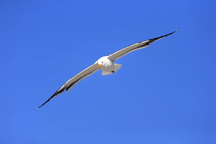 Framed Print : Kelp Gull -Larus dominicanus-, adult, flying, Bettys Bay, Western Cape, South Africa Framed Print : Kelp Gull -Larus dominicanus-, adult, flying, Bettys Bay, Western Cape, South Africa
