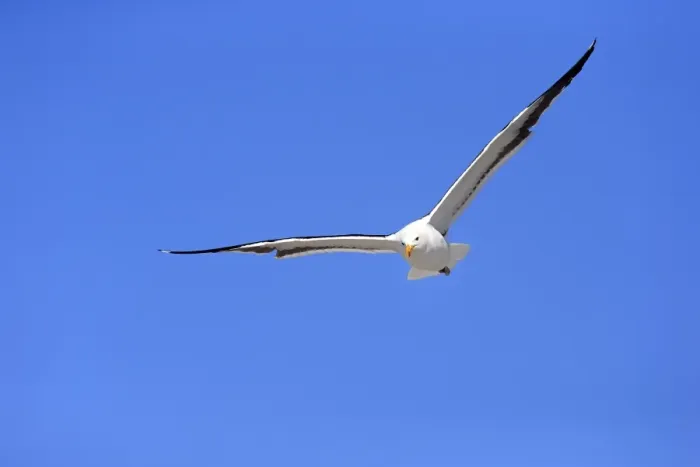 Framed Print : Kelp Gull -Larus dominicanus-, adult, flying, Bettys Bay, Western Cape, South Africa Framed Print : Kelp Gull -Larus dominicanus-, adult, flying, Bettys Bay, Western Cape, South Africa