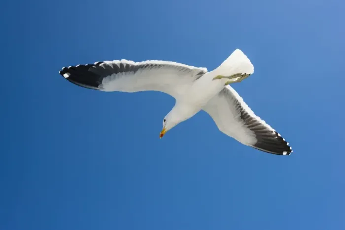 Framed Print : Kelp Gull -Larus dominicanus-, in flight, at Walvis Bay, Erongo Region, Namibia Framed Print : Kelp Gull -Larus dominicanus-, in flight, at Walvis Bay, Erongo Region, Namibia