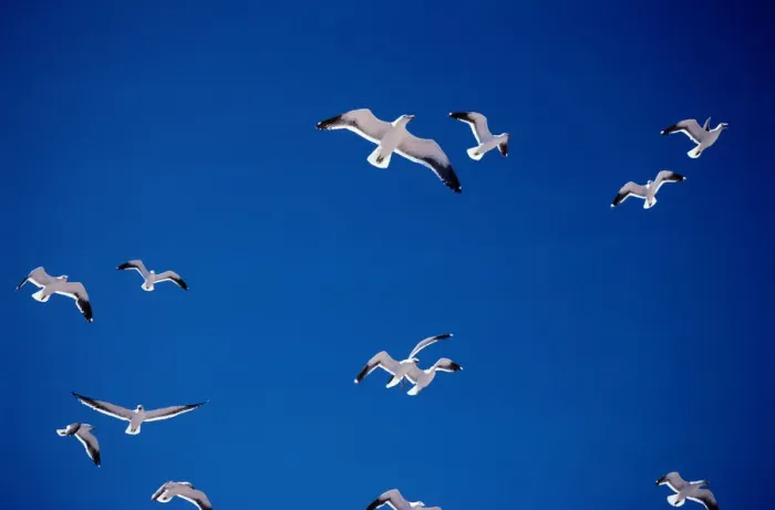 Framed Print : Kelp gulls (Larus dominicanus)in flight Framed Print : Kelp gulls (Larus dominicanus)in flight