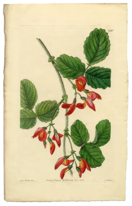Framed Print : Kennedya Marryattae, Kennedya, Diadelphia Decandria Victorian Botanical Illustration, 1835 Framed Print : Kennedya Marryattae, Kennedya, Diadelphia Decandria Victorian Botanical Illustration, 1835