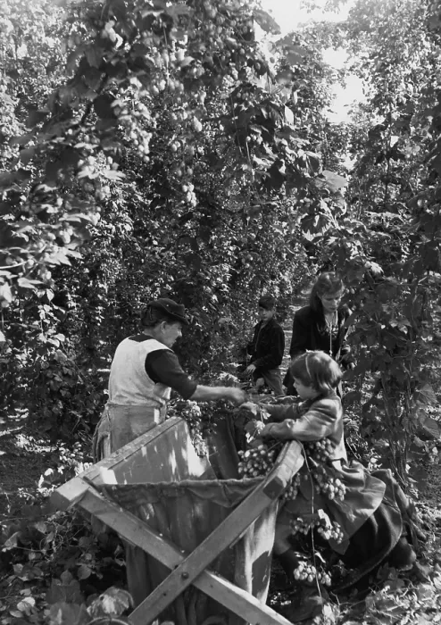 Framed Print : Kent Hop Pickers Framed Print : Kent Hop Pickers