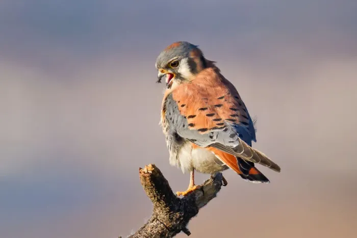 Framed Print : Kestrel. American kestrel Framed Print : Kestrel. American kestrel
