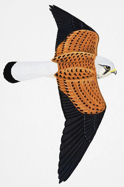 Kestrel (Falco tinnunculus), adult male