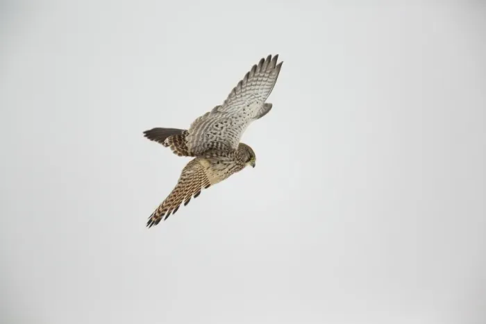 Framed Print : Kestrel -Falco tinnunculus-, hovering flight, Bislicher Insel, North Rhine-Westphalia, Germany