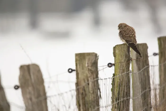 Framed Print : Kestrel -Falco tinnunculus-, perched on a fence post, Bislicher Insel, North Rhine-Westphalia, Germany Framed Print : Kestrel -Falco tinnunculus-, perched on a fence post, Bislicher Insel, North Rhine-Westphalia, Germany