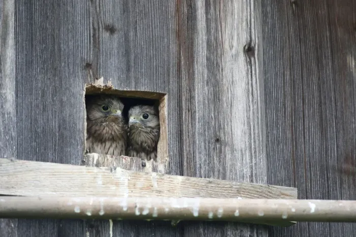 Framed Print : Kestrel -Falco tinnunculus-, young, nearly fledged, at the nesting hole, Allgaeu, Bavaria, Germany, Europe Framed Print : Kestrel -Falco tinnunculus-, young, nearly fledged, at the nesting hole, Allgaeu, Bavaria, Germany, Europe