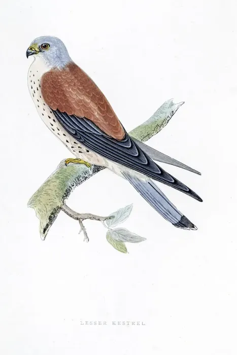 Framed Print : Kestrel falcon bird 19 century illustration Framed Print : Kestrel falcon bird 19 century illustration