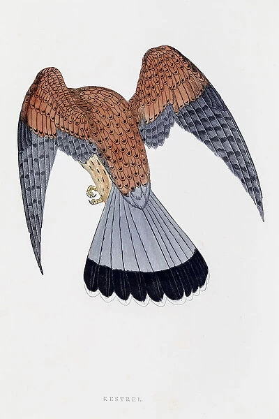 Kestrel falcon bird 19 century illustration