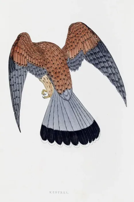 Framed Print : Kestrel falcon bird 19 century illustration Framed Print : Kestrel falcon bird 19 century illustration