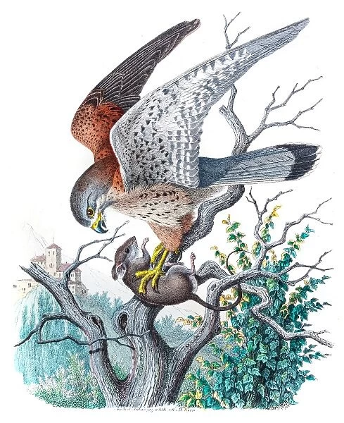 Kestrel falcon engraving 1853