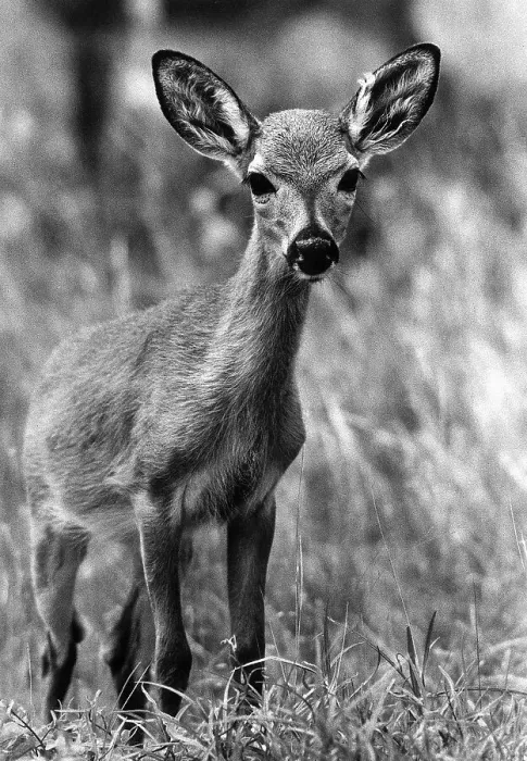Framed Print : Key Deer Fawn