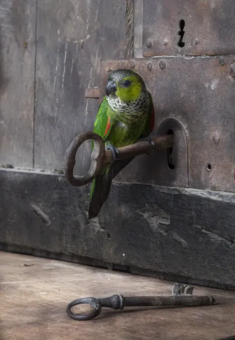 Framed Print : key and parrot Framed Print : key and parrot