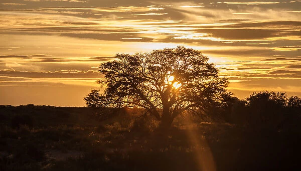 The Kgalagadi Transfrontier Park lies in a large sand-filled basin in the west of the southern African subcontinent, known as the Kalahari Desert. It straddles both South Africa and Botswana to create