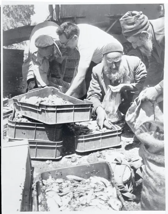 Framed Print : Kibbutz Workers with Fish Catch Framed Print : Kibbutz Workers with Fish Catch